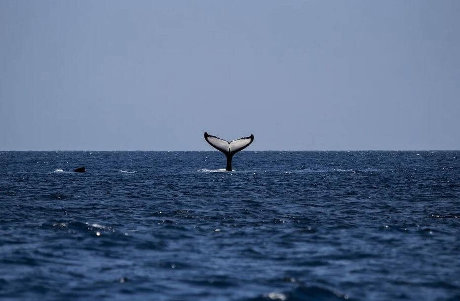 Avistamientos de ballenas en Mirissa Sri Lanka