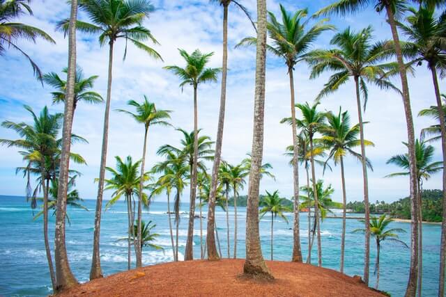 Coconut Tree Hill Sri Lanka