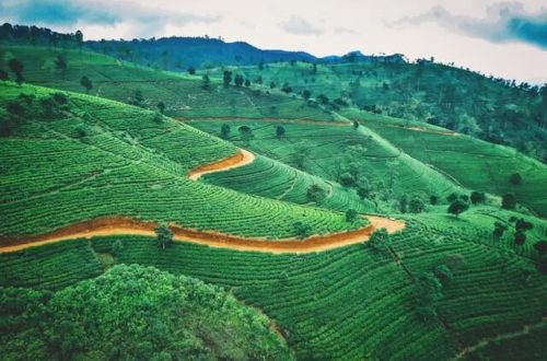 Plantaciones de té Sri Lanka